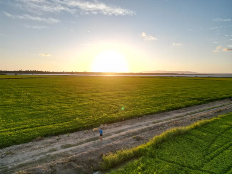 Comporta Rice Fields